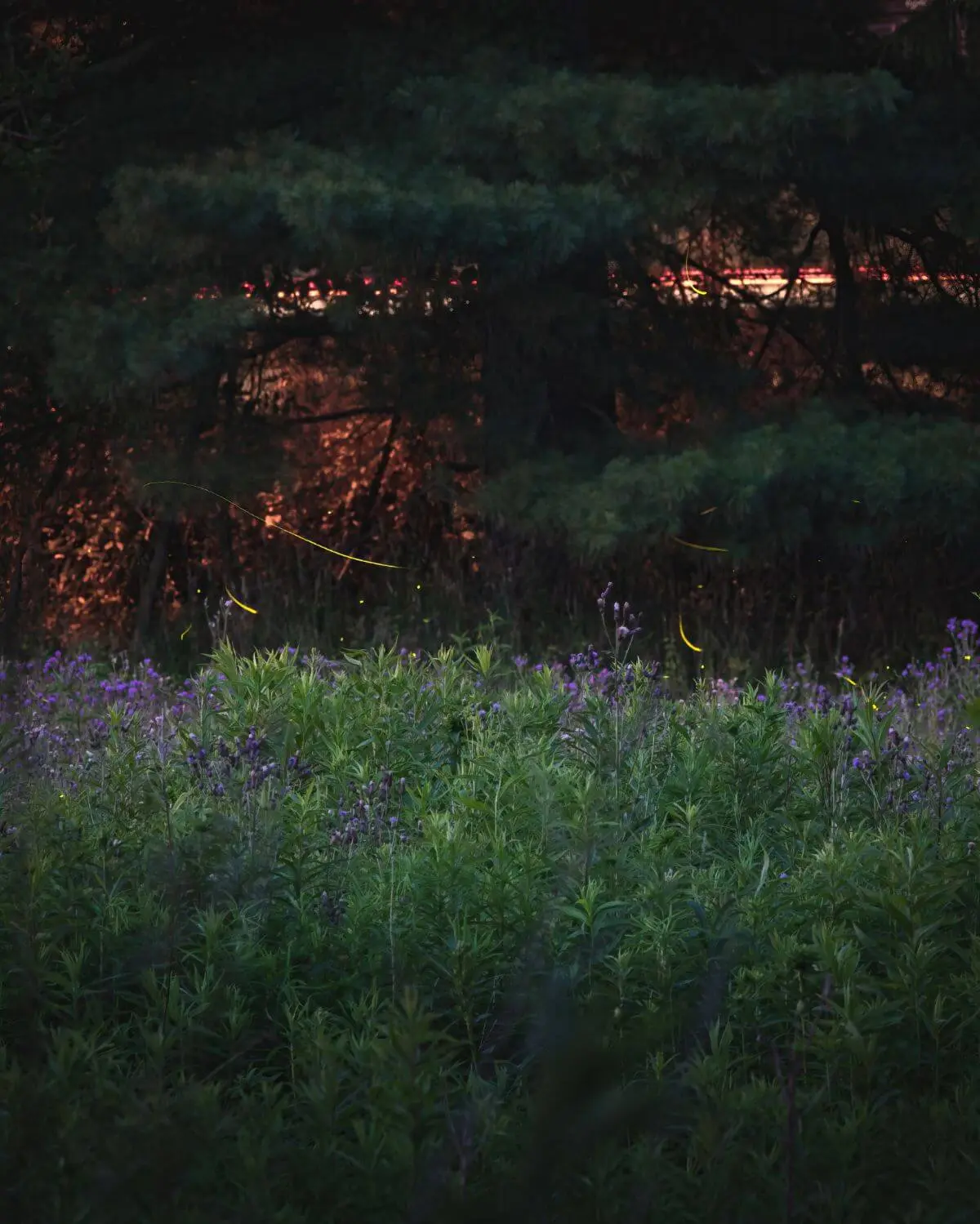 Fireflies at the greenway